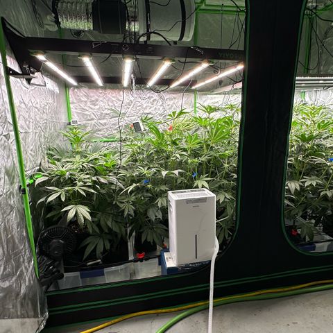 CxLAZ #16 50.72g growlog photo: Lights raised and tall plants top trained