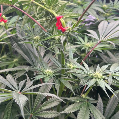 CxLAZ #16 50.72g growlog photo: Top training 