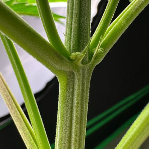 CxLAZ #16 50.72g growlog photo: Lollipoped