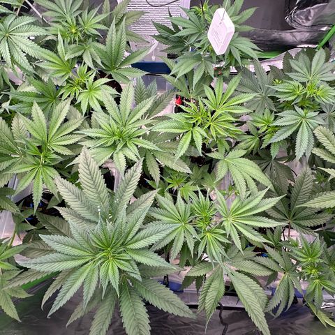 CxLAZ #16 50.72g growlog timeline photo