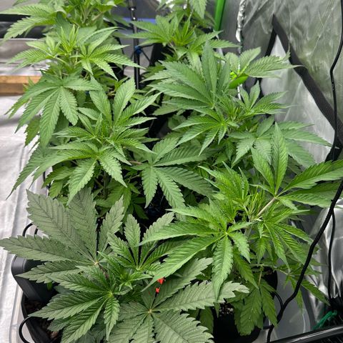 CxLAZ #16 50.72g growlog timeline photo