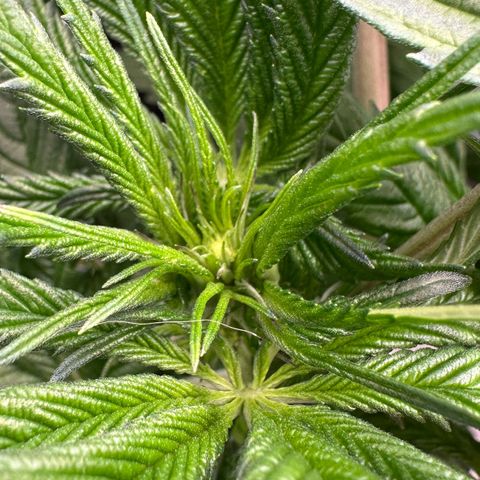 CxLAZ #16 50.72g growlog timeline photo