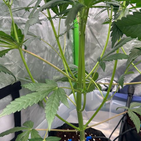 CxLAZ #16 50.72g growlog timeline photo