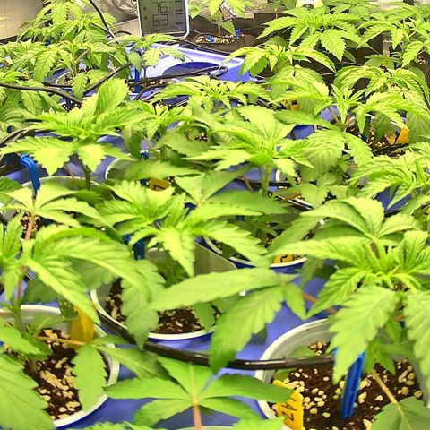 Misc x (LA Kush x Zkittles) #26 60.7g growlog timeline photo