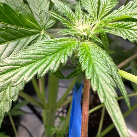 Misc x (LA Kush x Zkittles) #04 10.54g growlog photo: Pollenated bud site