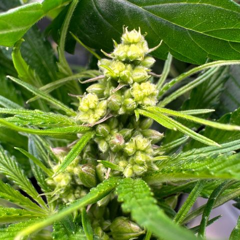 CxLAZ #16 50.72g growlog timeline photo