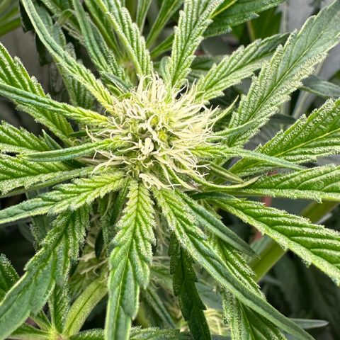 CxLAZ #14 53.59g growlog timeline photo