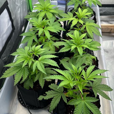 CxLAZ #16 50.72g growlog timeline photo