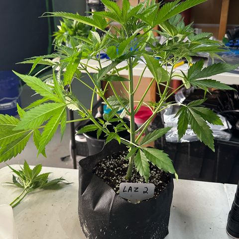 CxLAZ #16 50.72g growlog photo: Lollipoped