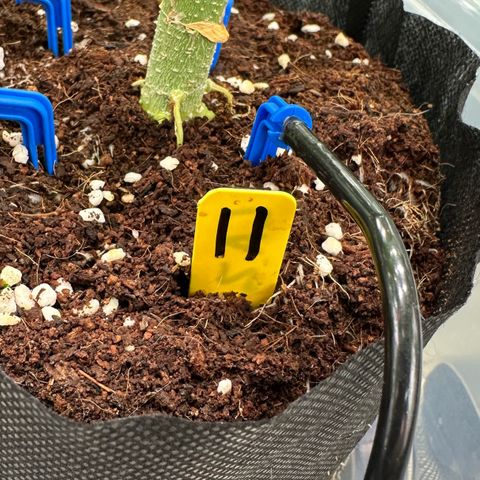 CxLAZ #16 50.72g growlog timeline photo