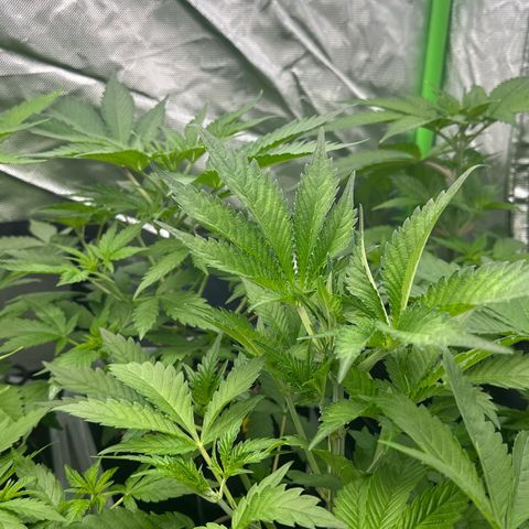 CxLAZ #16 50.72g growlog timeline photo