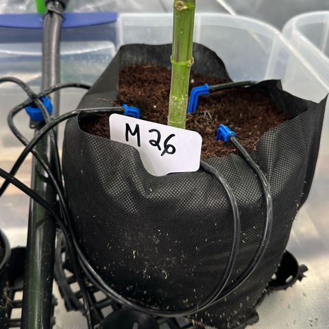 CxLAZ #16 50.72g growlog timeline photo