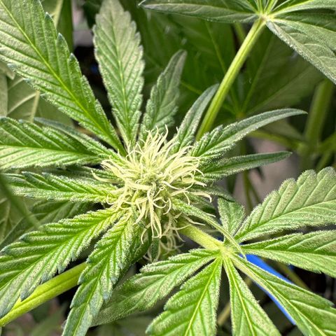 CxLAZ #14 53.59g growlog photo: Pollenated bud site