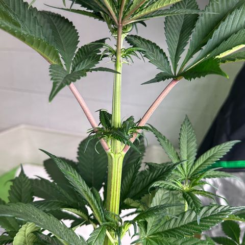 CxLAZ #16 50.72g growlog timeline photo