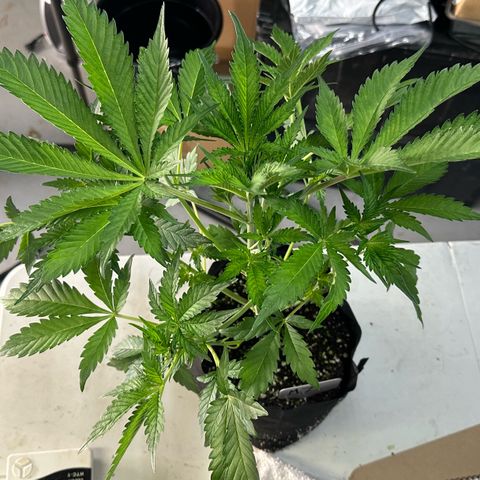 CxLAZ #16 50.72g growlog photo: Lollipoped