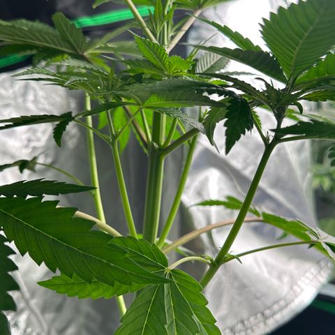 CxLAZ #16 50.72g growlog timeline photo