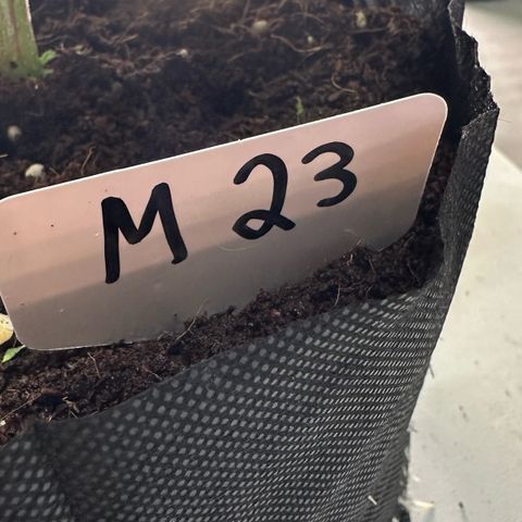 CxLAZ #16 50.72g growlog photo: Lollipoped
