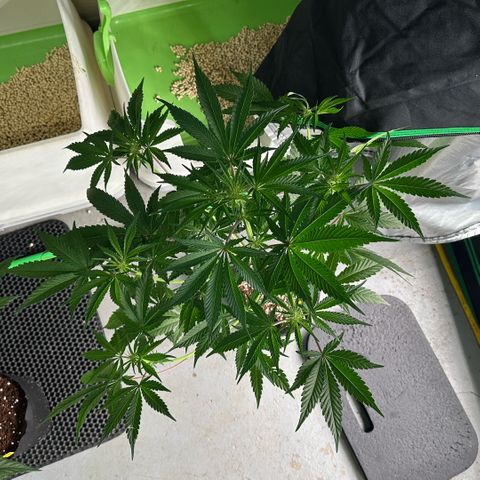 CxLAZ #16 50.72g growlog timeline photo