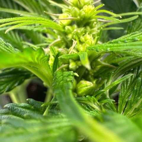 CxLAZ #16 50.72g growlog timeline photo