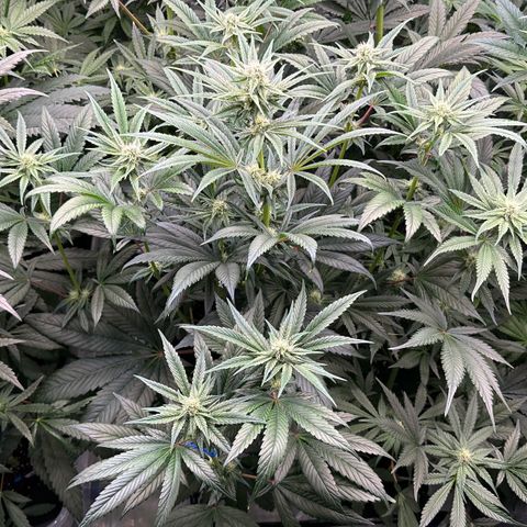 CxLAZ #16 50.72g growlog photo: Stacking nicely 9 heads