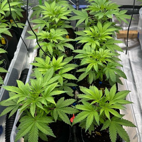 CxLAZ #16 50.72g growlog timeline photo