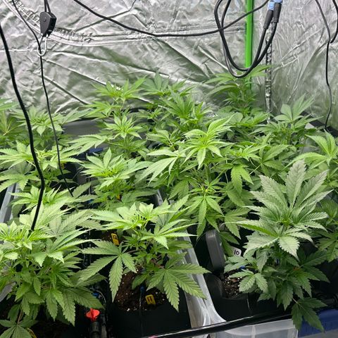 CxLAZ #16 50.72g growlog timeline photo