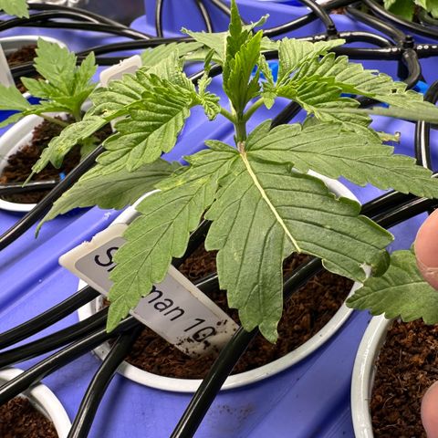 Shaman growlog timeline photo