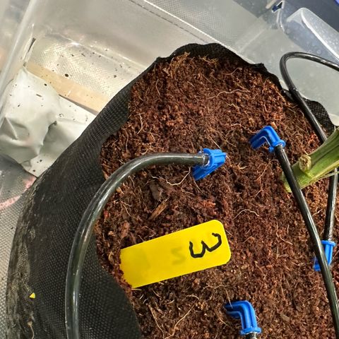 CxLAZ #03 45.52g growlog timeline photo
