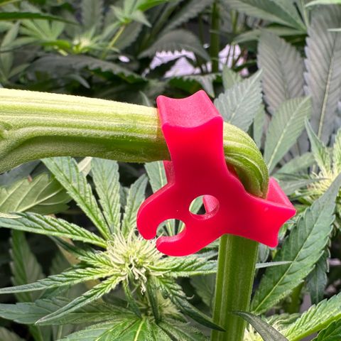 CxLAZ #16 50.72g growlog photo: Top training 