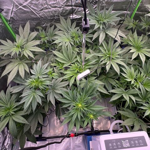 CxLAZ #16 50.72g growlog timeline photo