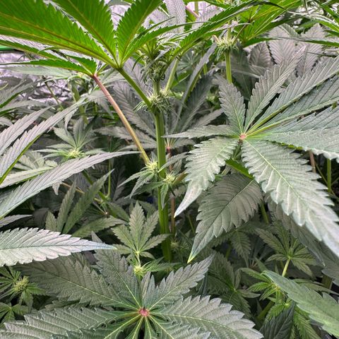 CxLAZ #16 50.72g growlog timeline photo