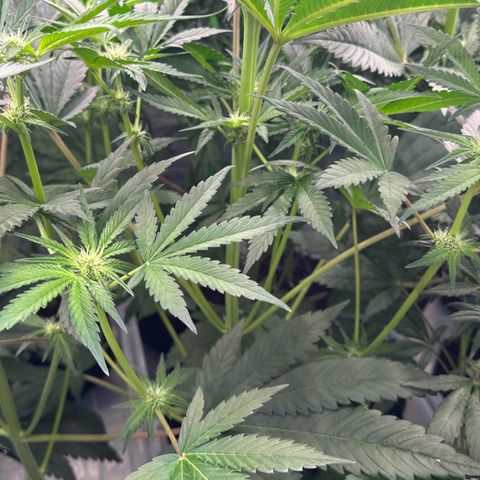 CxLAZ #16 50.72g growlog timeline photo