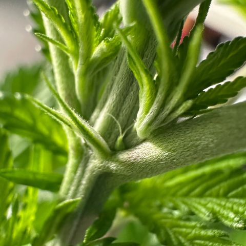 CxLAZ #16 50.72g growlog photo: Lollipoped