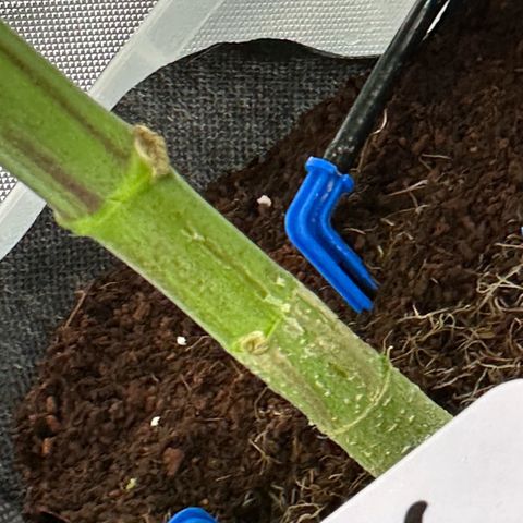 CxLAZ #16 50.72g growlog timeline photo