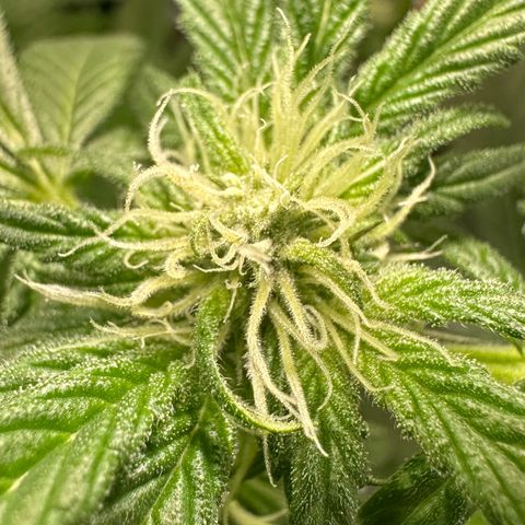 CxLAZ #03 45.52g growlog photo: Pollenated bud site