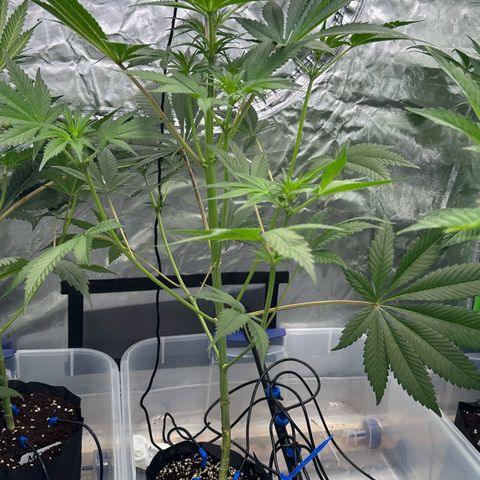 CxLAZ #16 50.72g growlog timeline photo