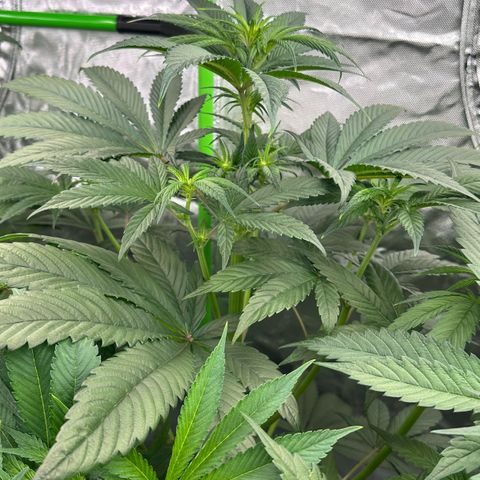 CxLAZ #16 50.72g growlog timeline photo