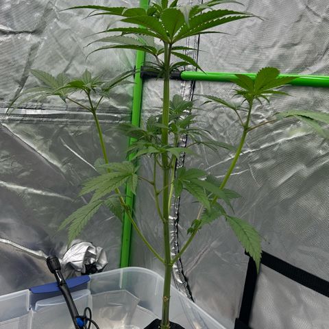 CxLAZ #16 50.72g growlog timeline photo