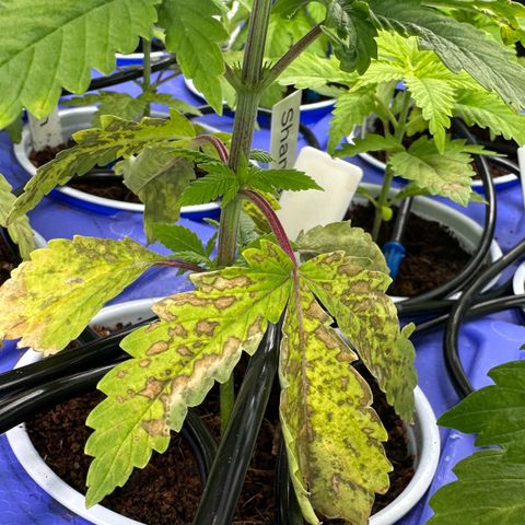 Shaman growlog timeline photo