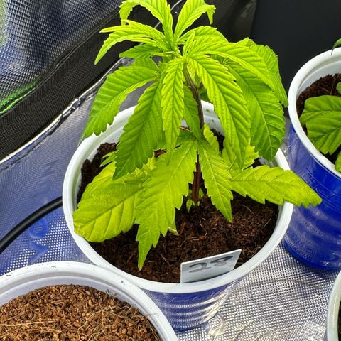 Shaman growlog timeline photo