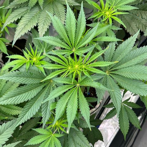 CxLAZ #16 50.72g growlog timeline photo