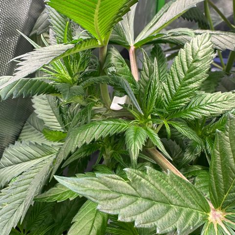 CxLAZ #16 50.72g growlog timeline photo