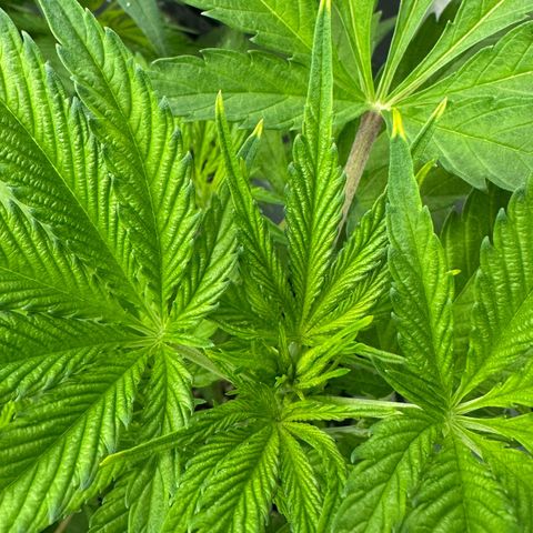 CxLAZ #16 50.72g growlog timeline photo