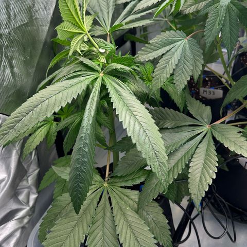 CxLAZ #16 50.72g growlog timeline photo