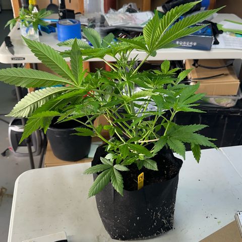 CxLAZ #16 50.72g growlog photo: Lollipoped