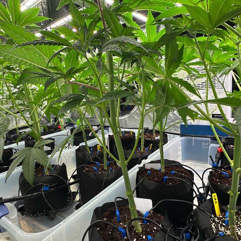 CxLAZ #16 50.72g growlog timeline photo