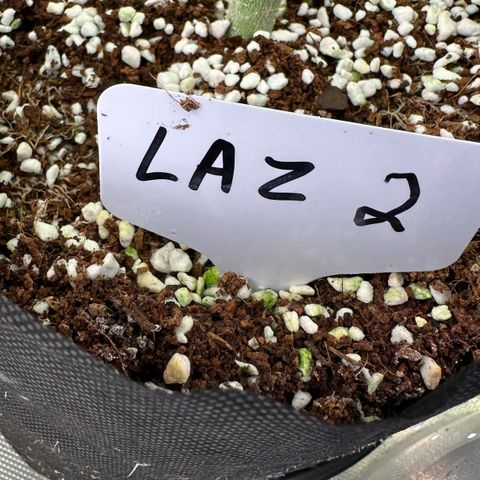 CxLAZ #16 50.72g growlog photo: Male