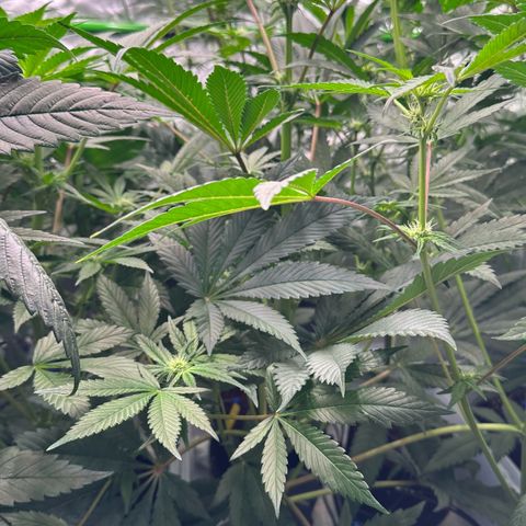 CxLAZ #16 50.72g growlog timeline photo