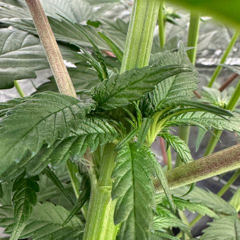 CxLAZ #16 50.72g growlog timeline photo