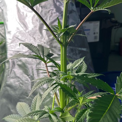 CxLAZ #16 50.72g growlog timeline photo